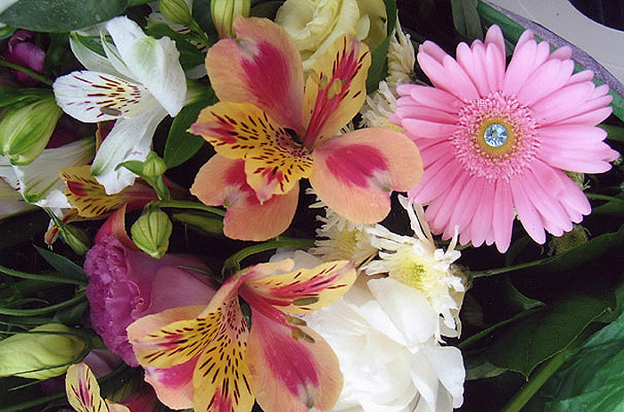 Angelas Flowers, Pagosa Springs